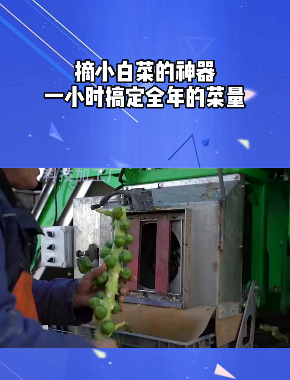摘小白菜的神器,一小时搞定全年的菜量