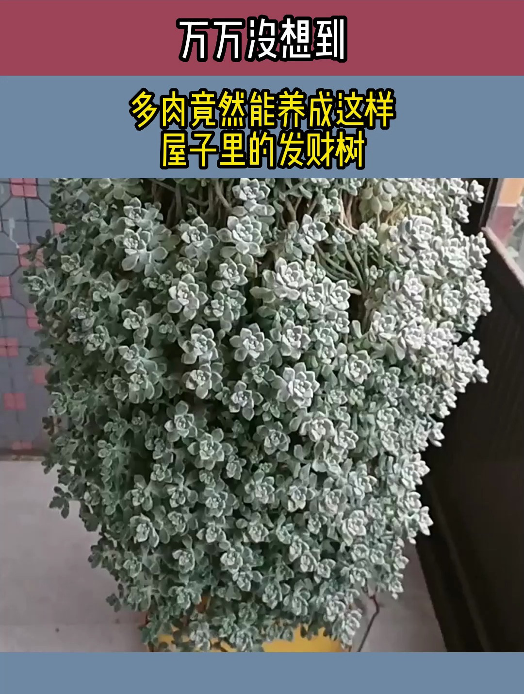 万万没想到,多肉竟然能养成这样,屋子里的发财树
