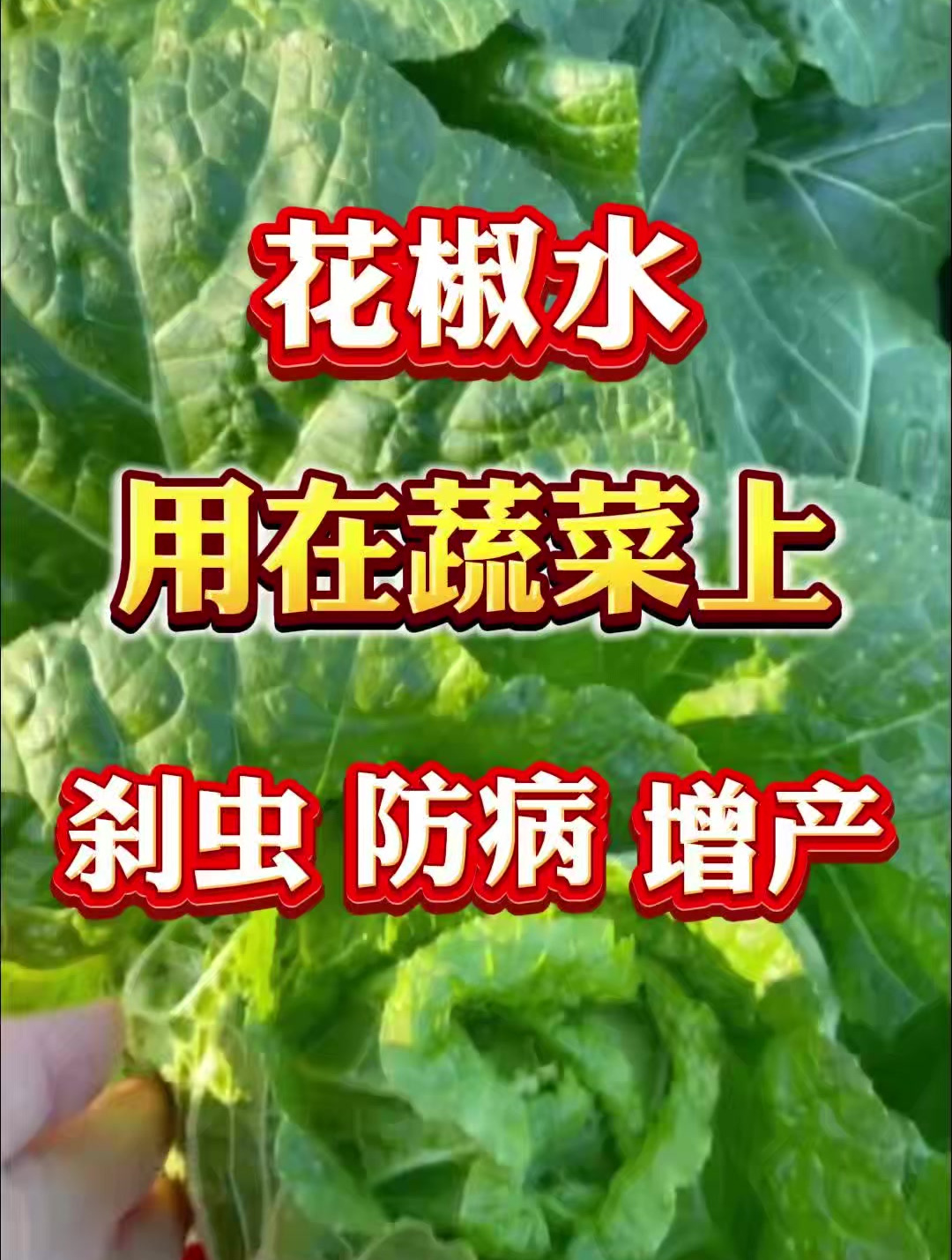 花椒水在白菜种植中的作用