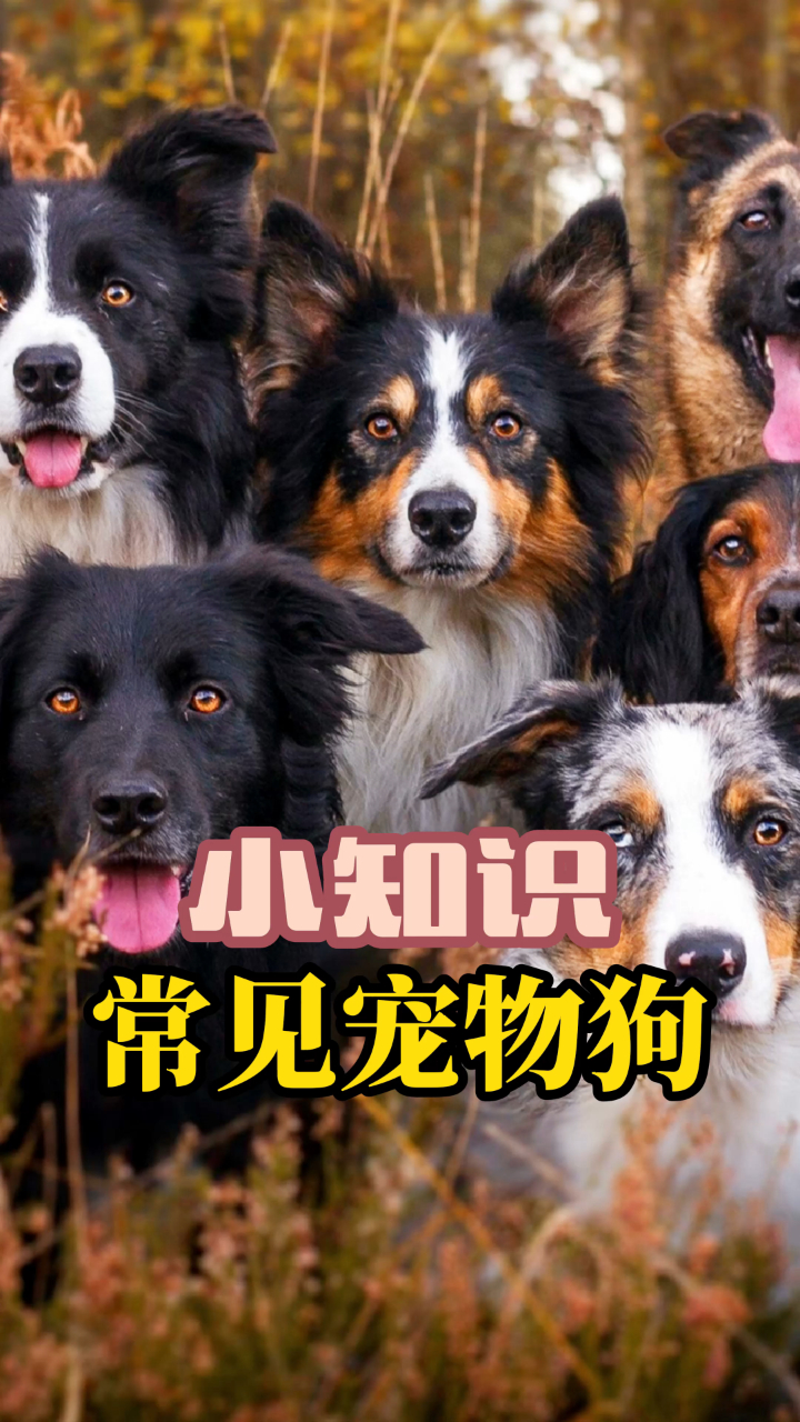 常见宠物狗狗,很多人想养一只,却不知如何选择,或者身边朋友养的狗狗很又说不上品种