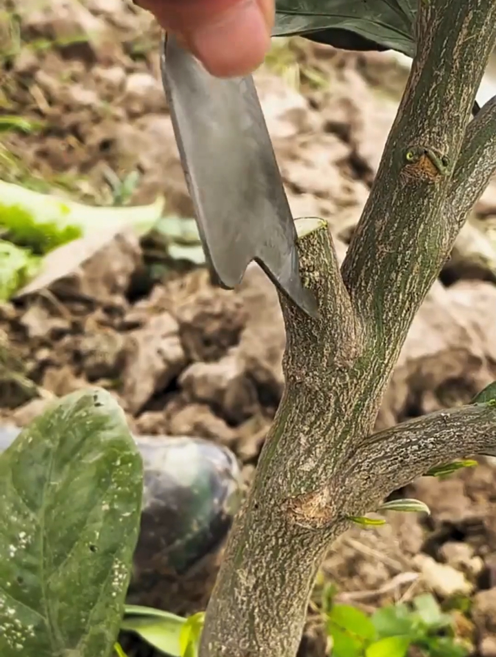 最简单的嫁接方法