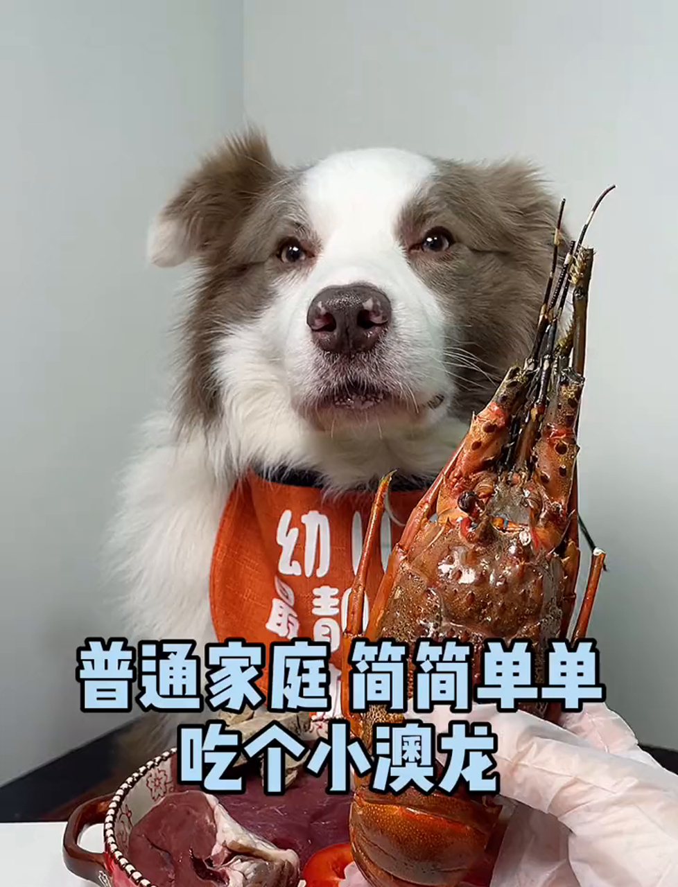 今天来份澳洲小龙虾!