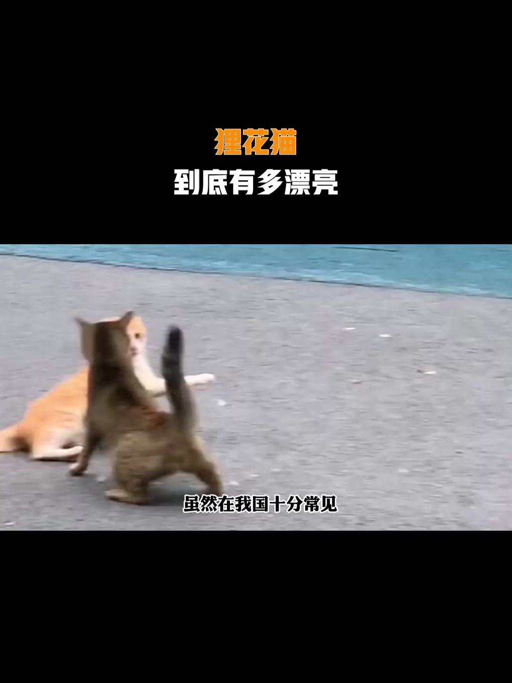 狸花猫,到底有多漂亮