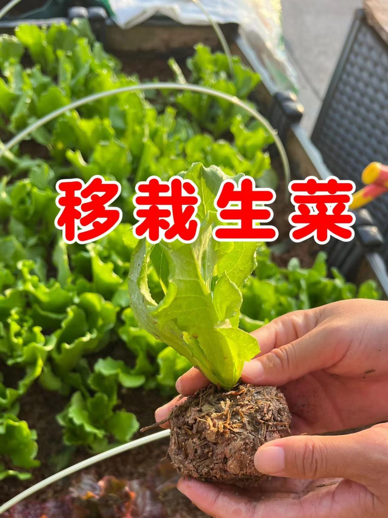 生菜小苗如何移栽?准备好工具连根带土挖起来,生菜很快长根了