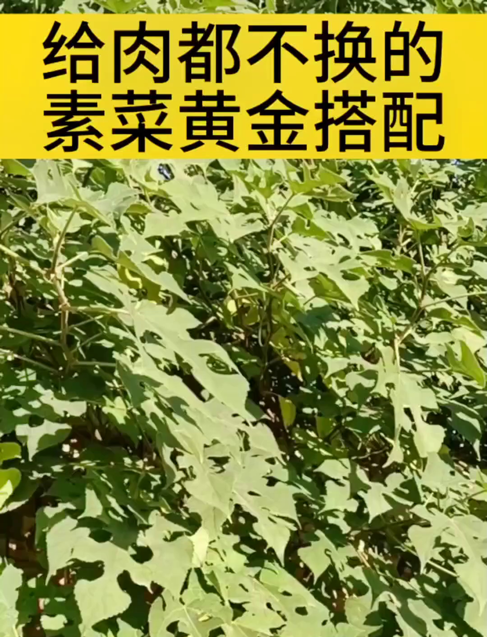 绝了!这些素菜搭配比肉还香