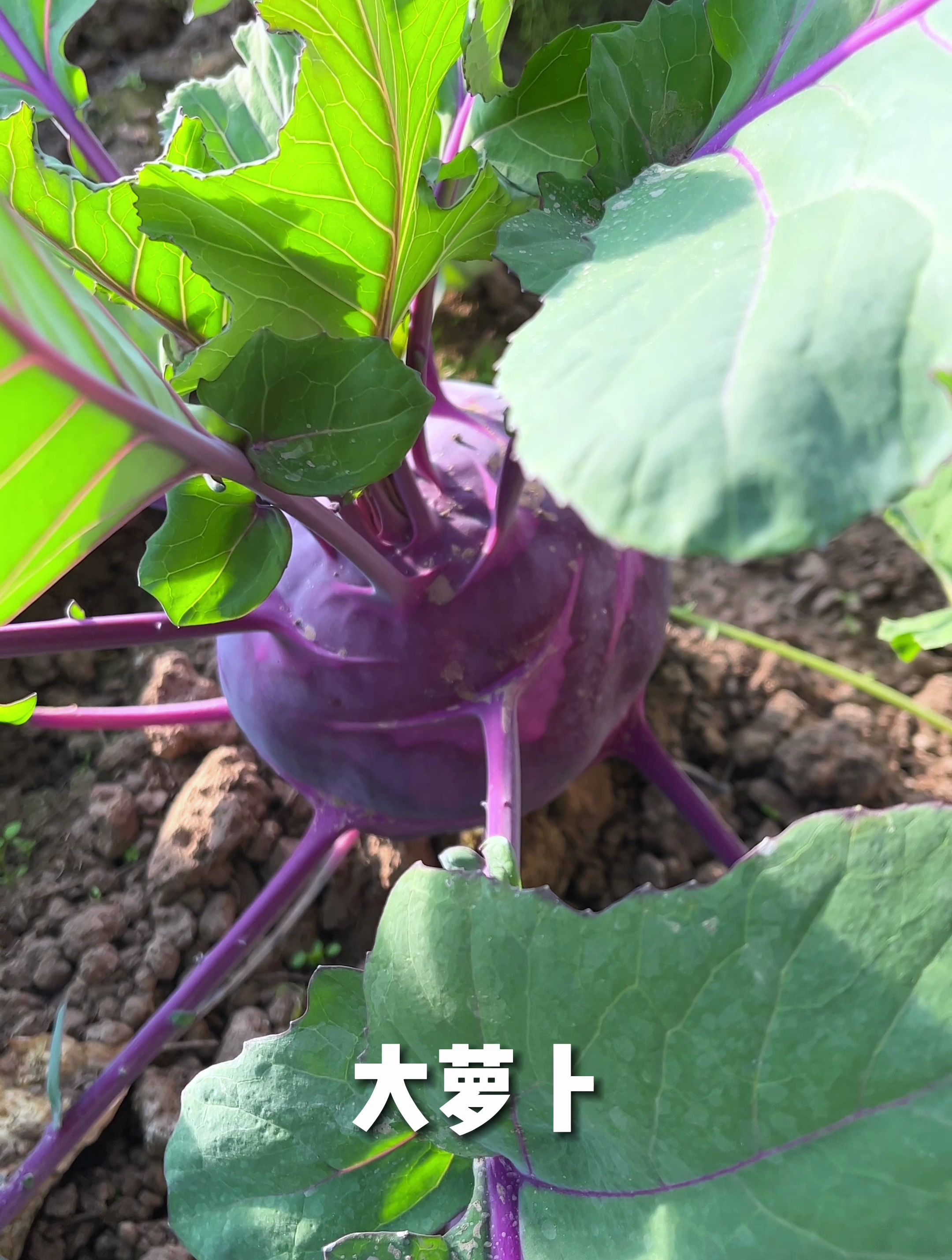 心脏专家的小菜园都种了些什么菜?
