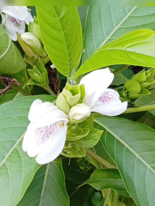 原来这叫“鸭嘴花”,的确状如其名!