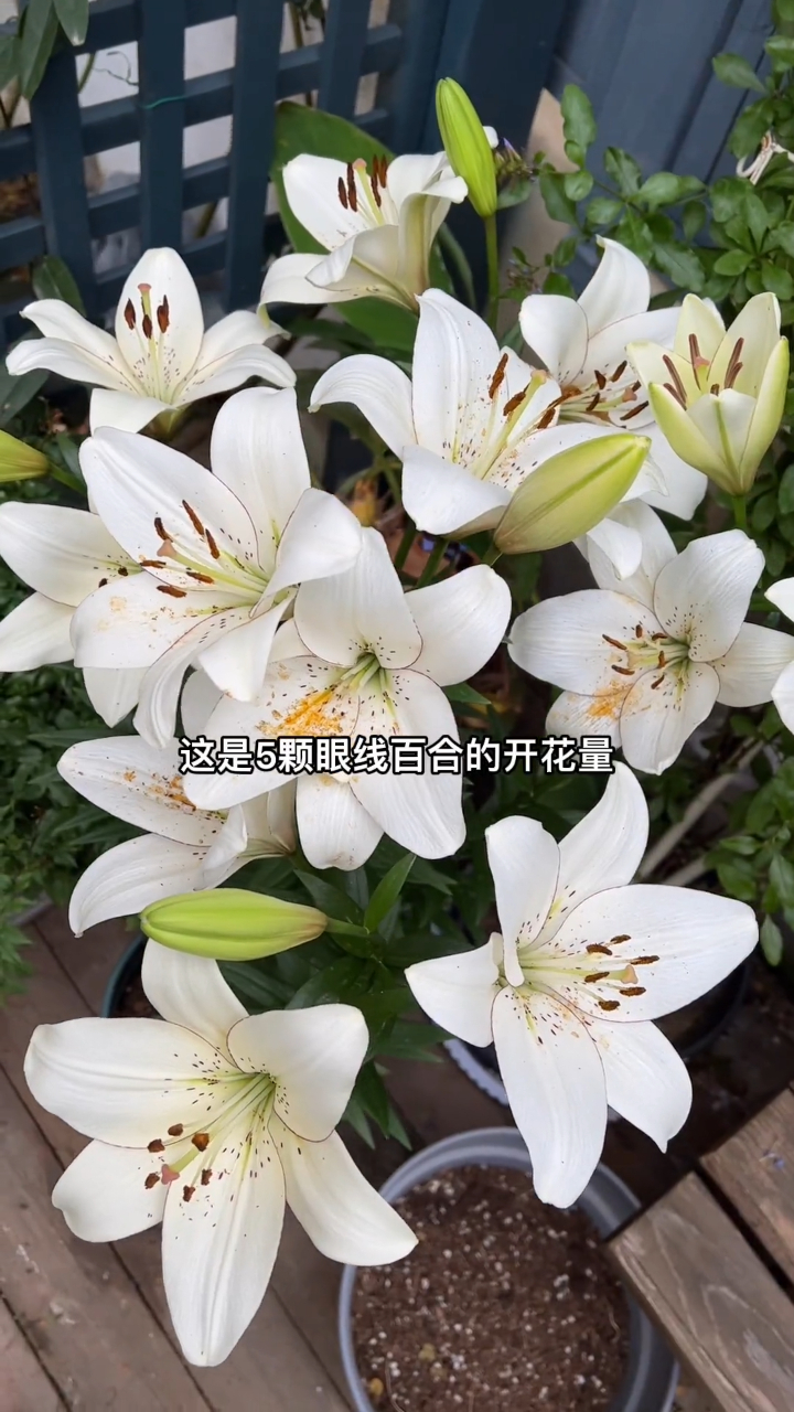 素雅中带着妩媚的眼线,百合非常值得种
