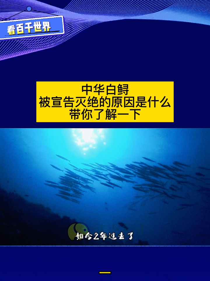 中华白鲟,被宣告灭绝的原因,是什么带你了解一下