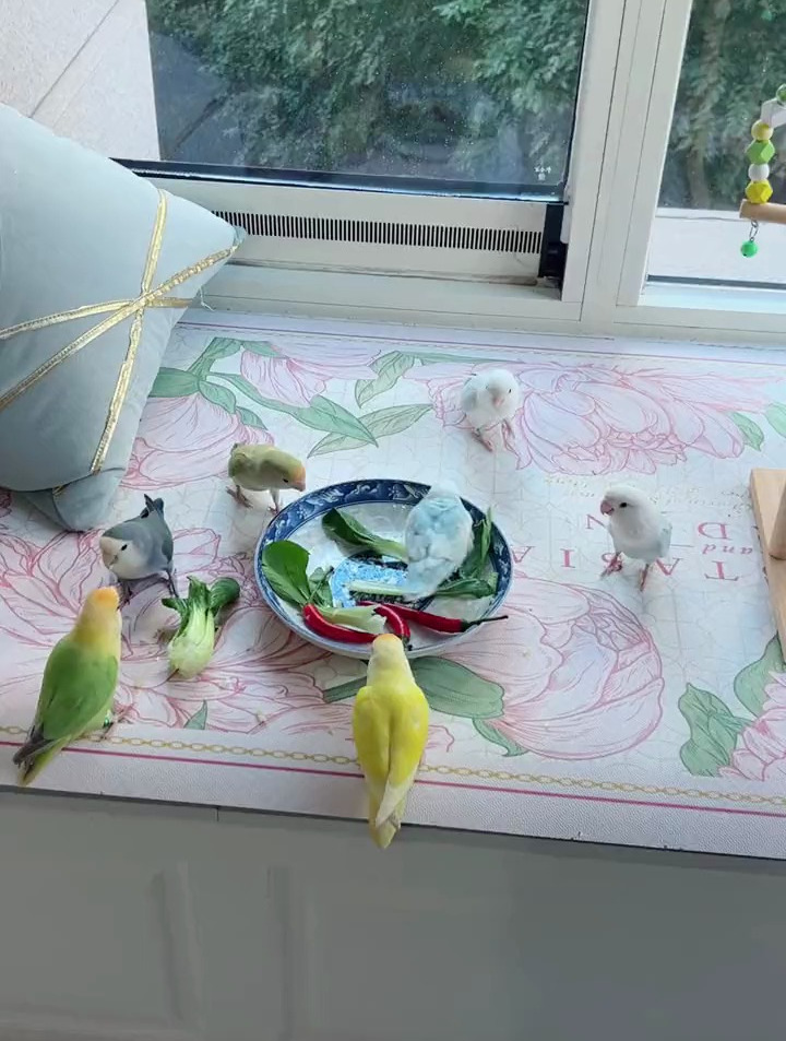小鸡吃菜身体棒
