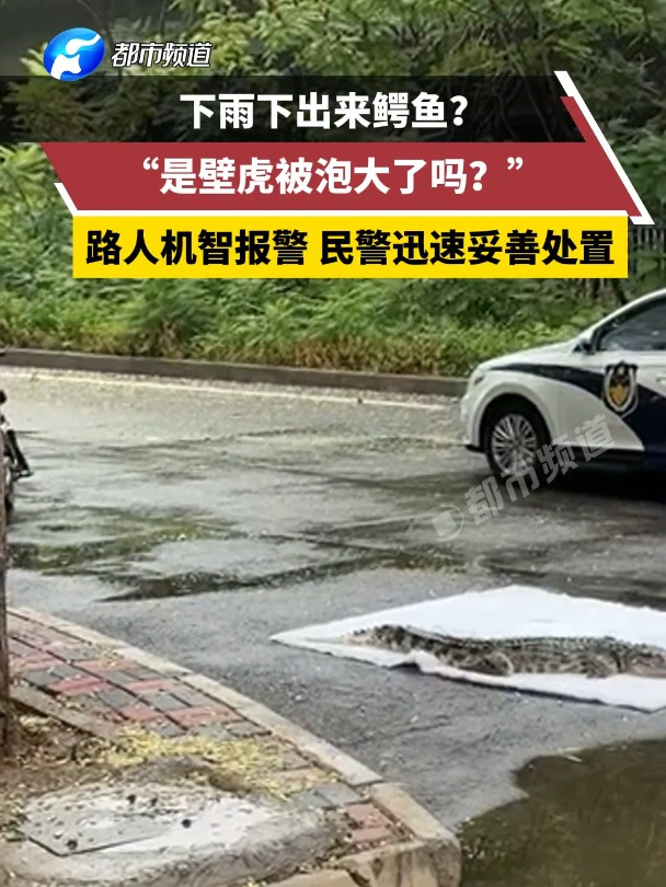下雨下出来鳄鱼?网友:是壁虎被泡大了吗?