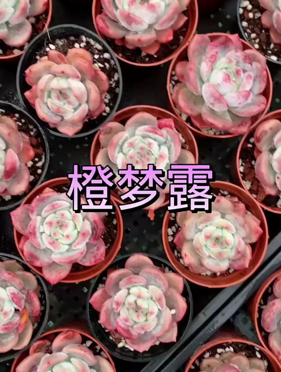 多肉橙梦露你们喜欢吗?今天就给大家科普一下,喜欢的橙子的点赞