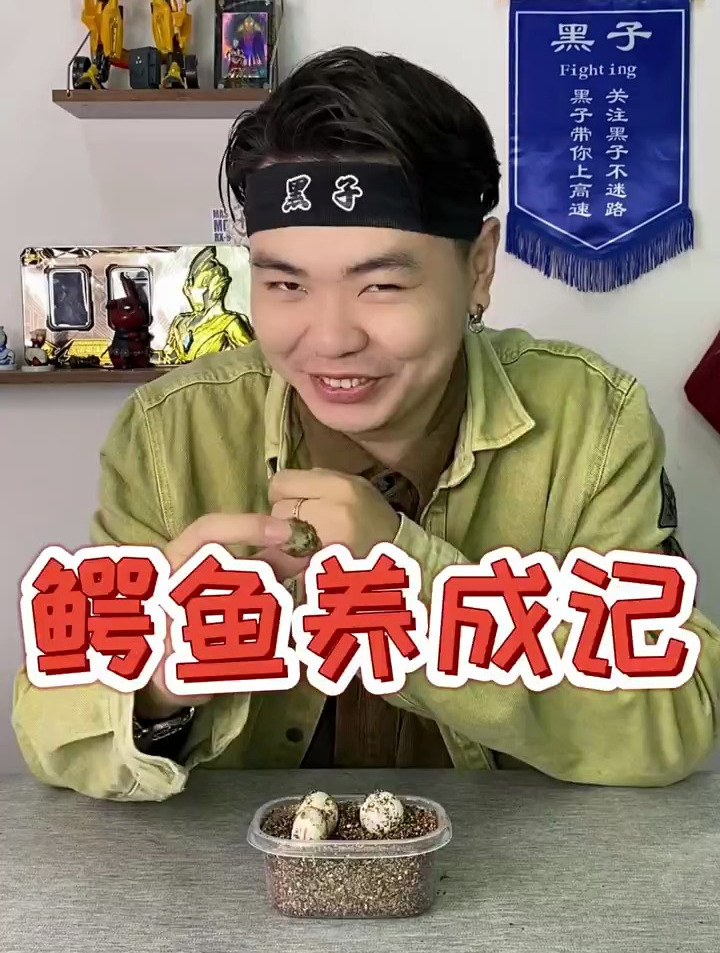 今天挑战养鳄鱼啦!