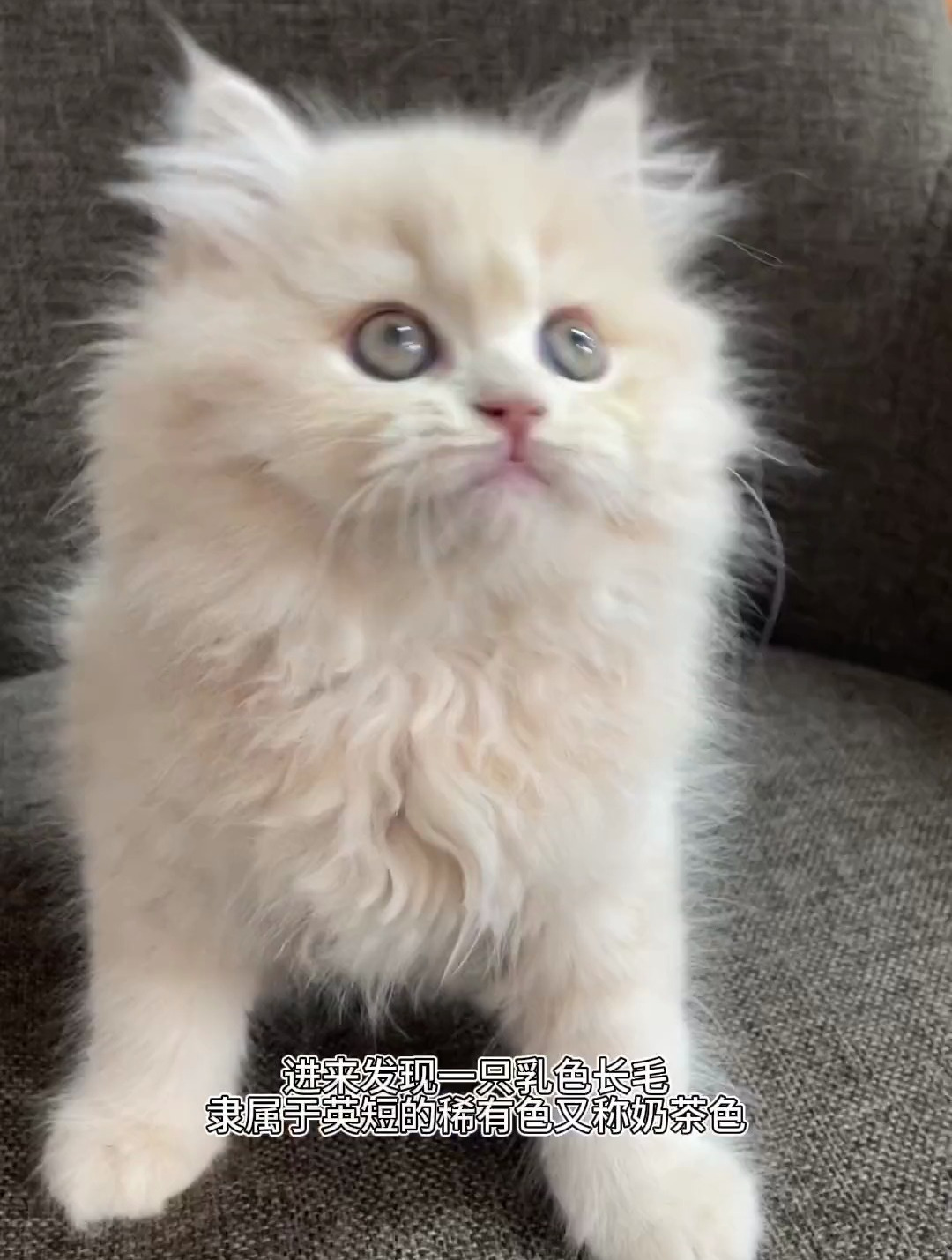 我今天拿到两只这么好看的猫我太骄傲了