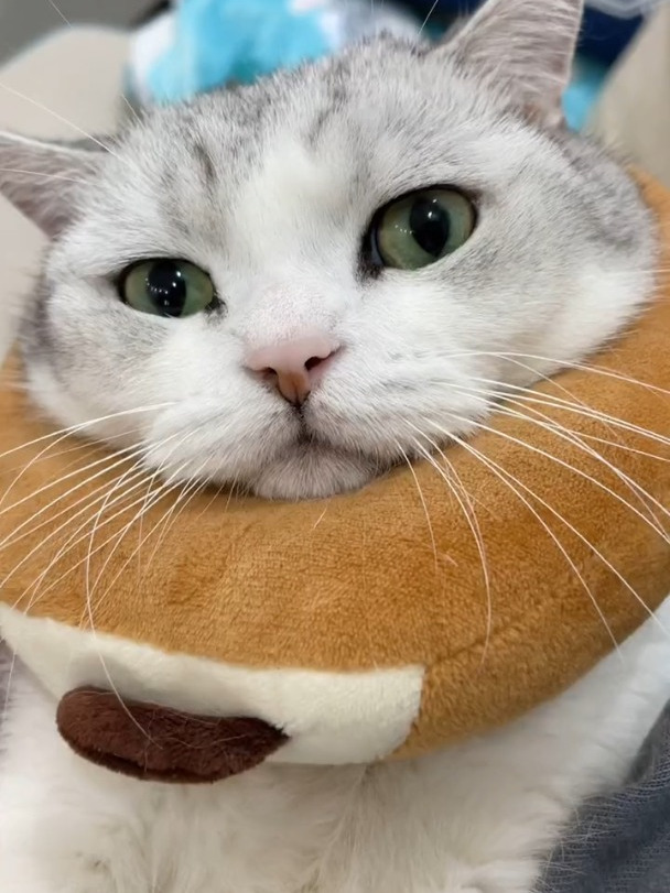 小猫咪吃巧克力会狗带的!