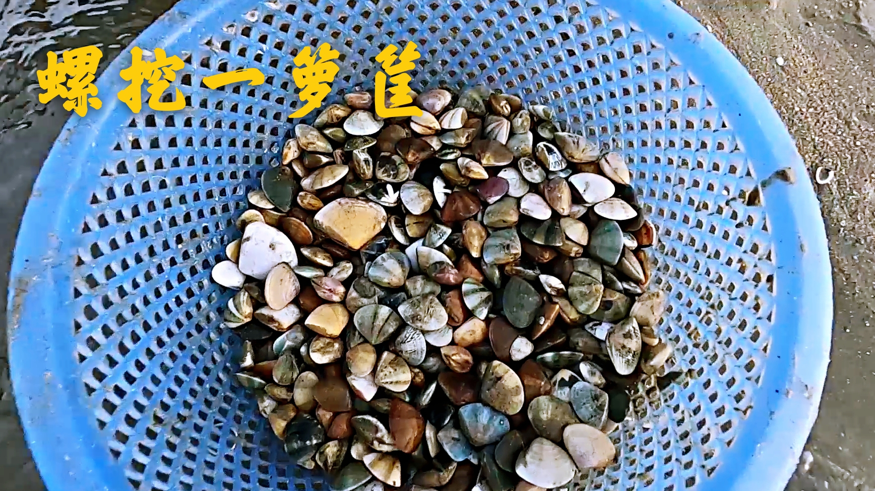大海退潮后,沙滩赶海螺挖一箩筐,还有虎斑皮皮虾