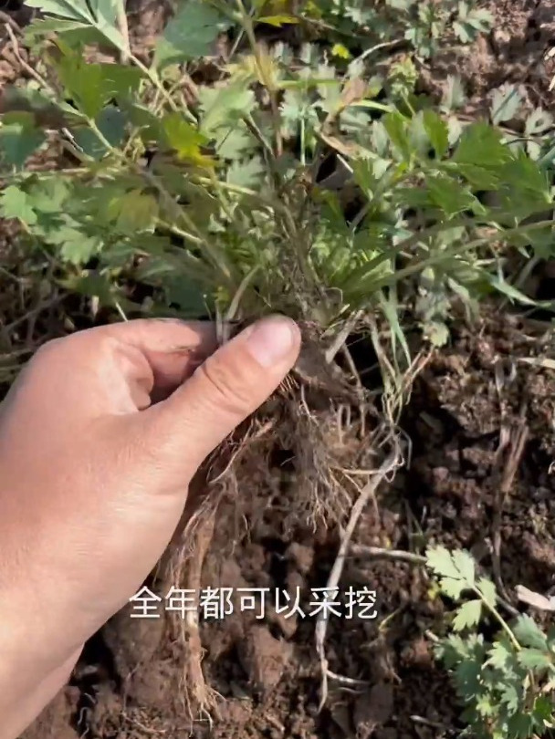 和香菜长得很类似的委陵菜