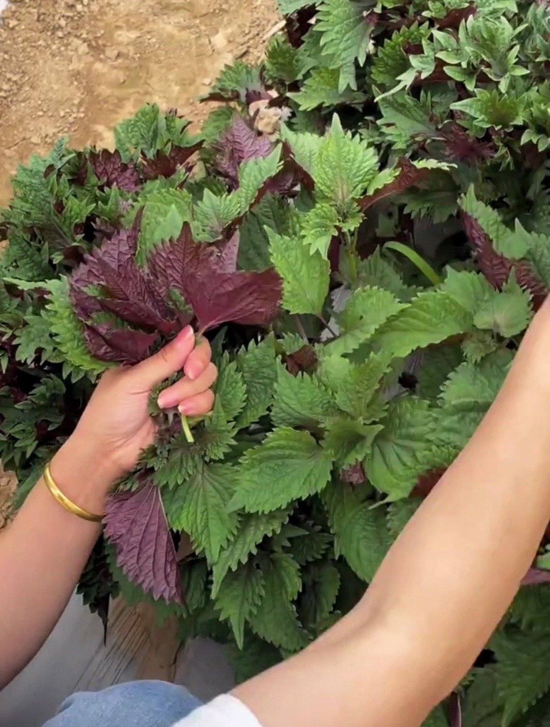 被华佗取名的一种野菜,叫“紫苏的香气”,这味道也太迷人了!