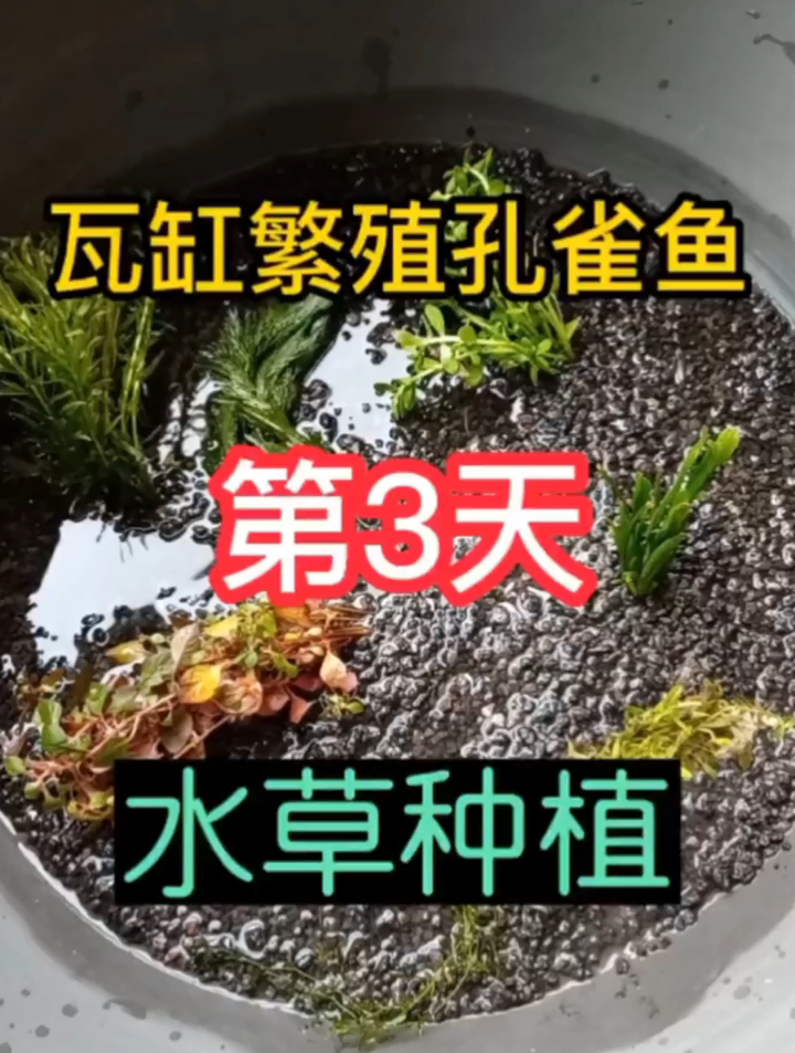 你们要的瓦缸繁殖孔雀鱼第三天来了,从一对养到爆缸,种植水草