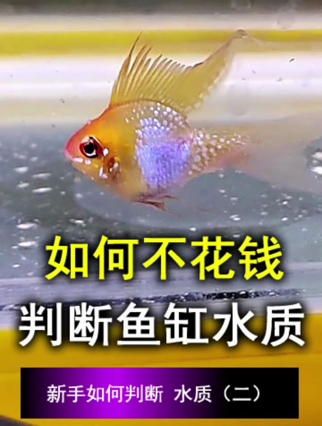 如何不花钱判断水质。新手如何判断 鱼缸里的水质(二)