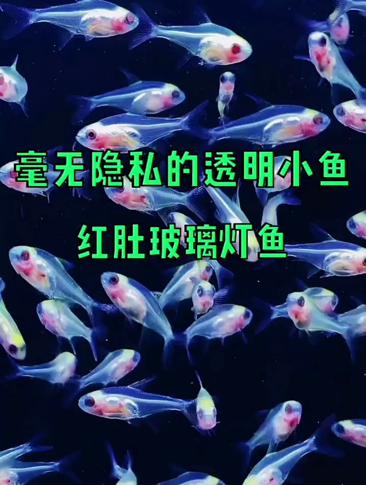 毫无隐私的透明小鱼,红肚玻璃灯鱼。看看喜欢吗?
