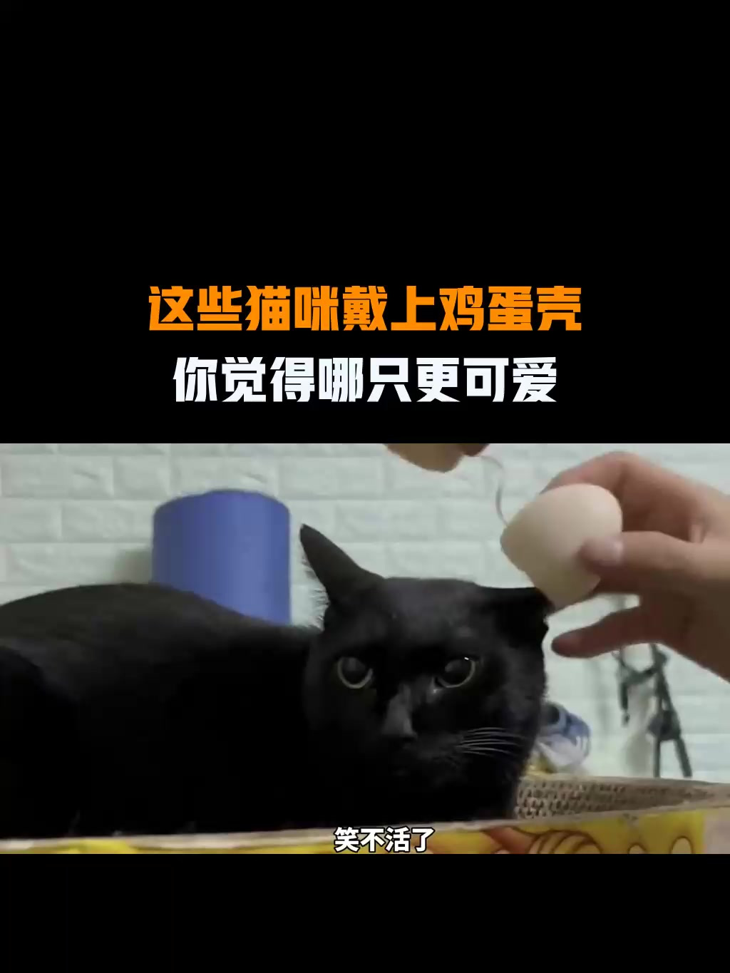 这些猫咪戴上鸡蛋壳,你觉得哪只更可爱