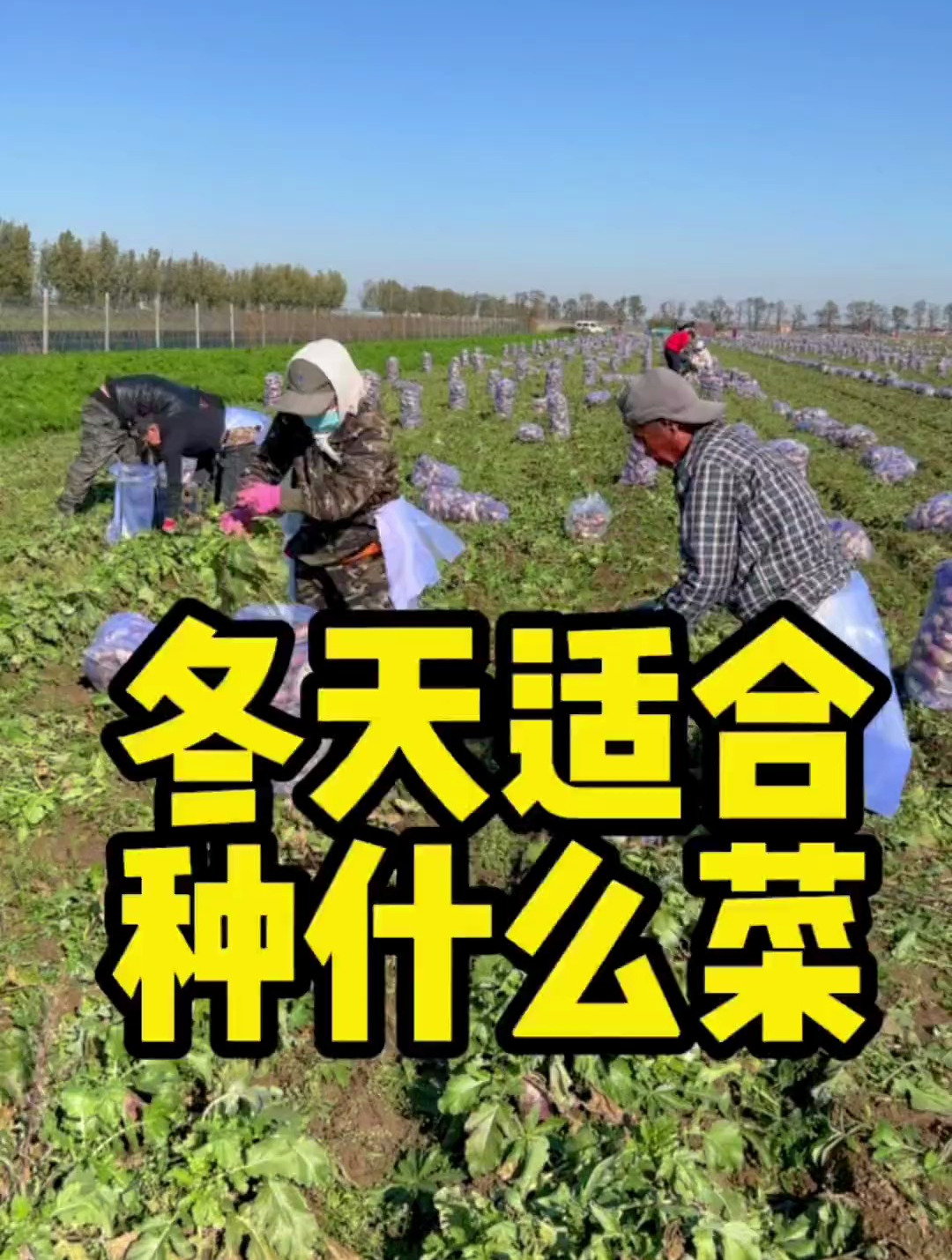适合冬天种植的蔬菜