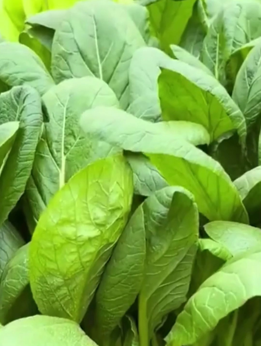 现在正是种植青梗小白菜的时候,3天发芽,20天就可以采收