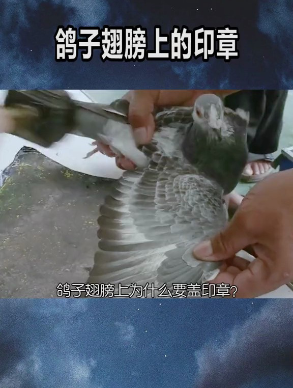 鸽子翅膀上为什么要盖印章?