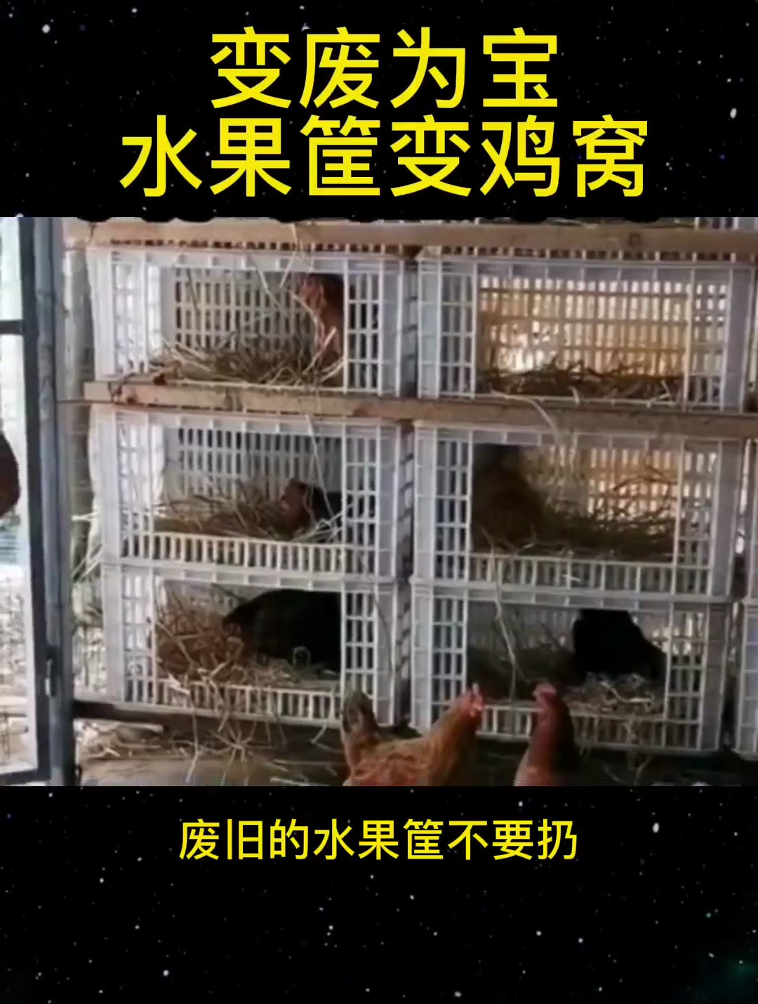 变废为宝,废弃的水果筐做成鸡窝 养鸡 养鸡人 农村散养土鸡