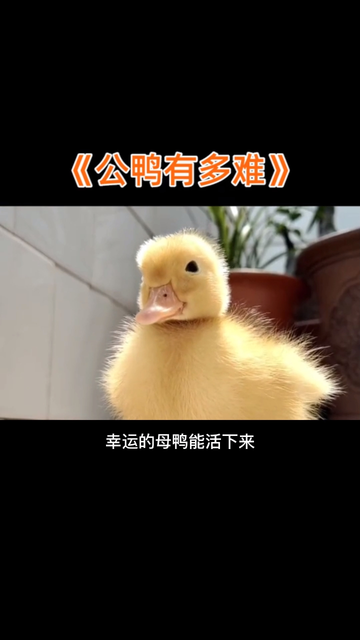 生活不易,鸭鸭叹气!昨天刚吃了烤鸭!