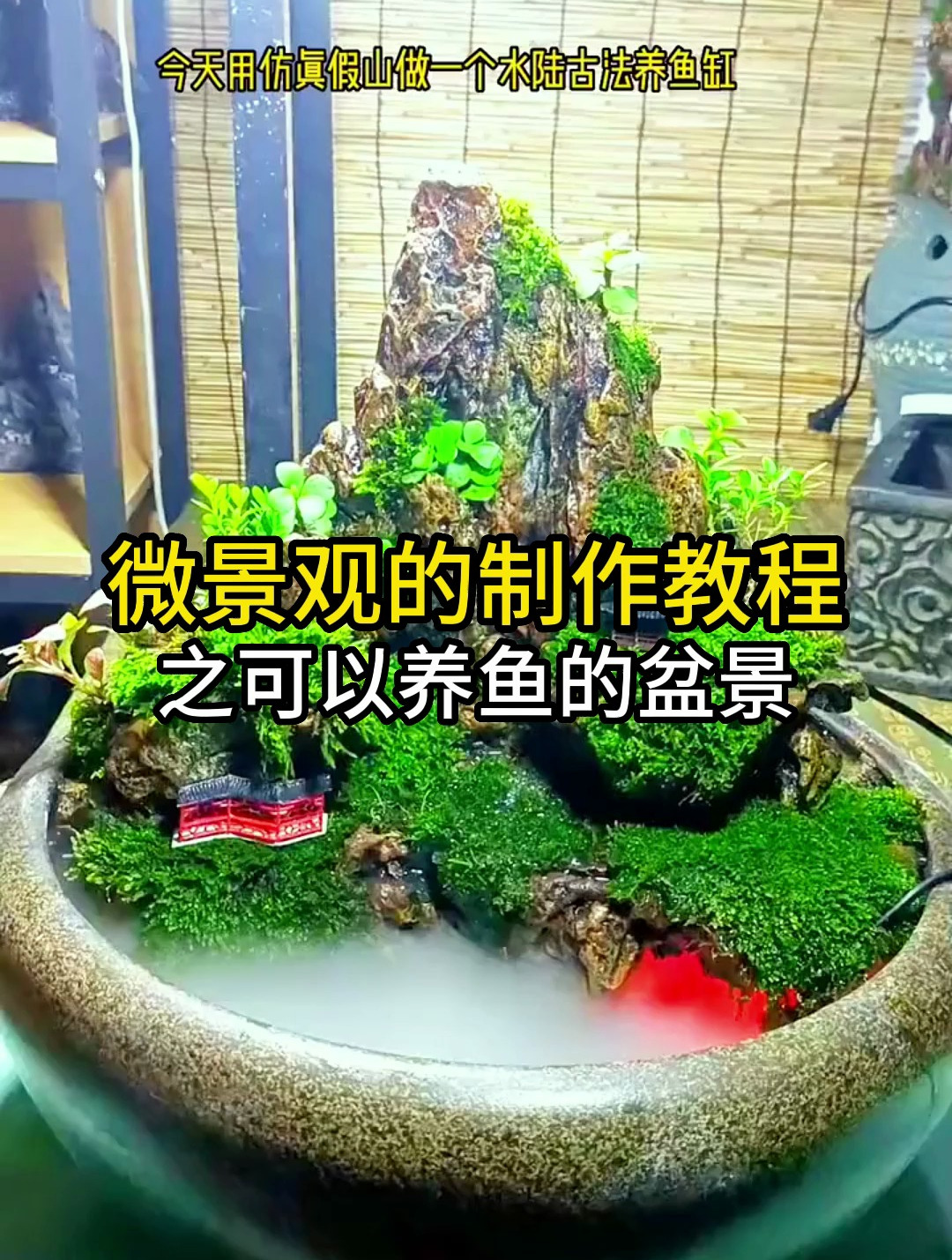 这个盆景可以养鱼?微景观比你想的丰富多了!