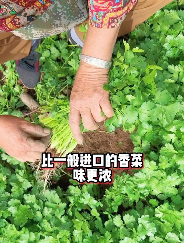种植香菜的好办法,只需在种子上做个小动作,短时间就能生根发芽