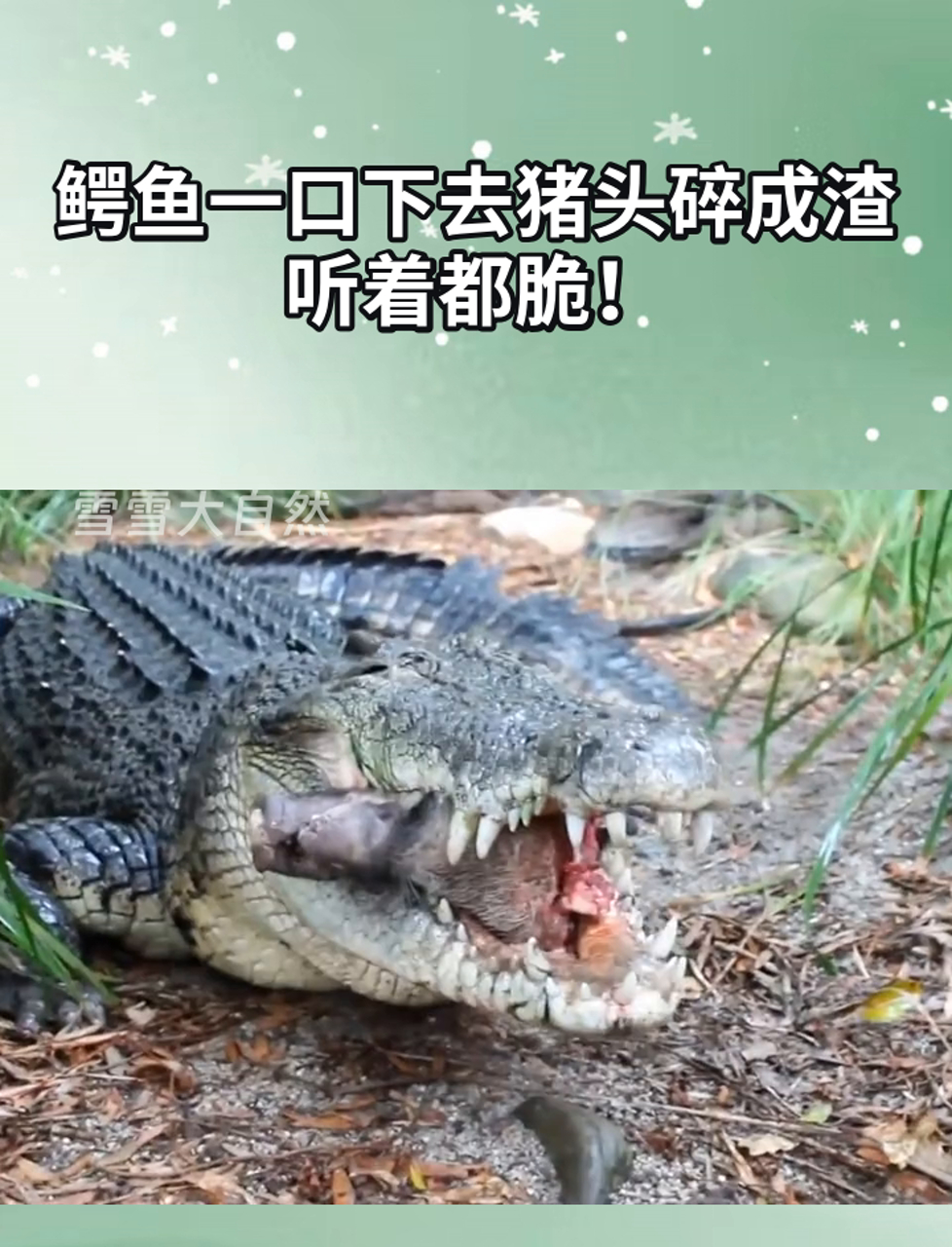 鳄鱼一口下去猪头碎成渣,听着都脆!