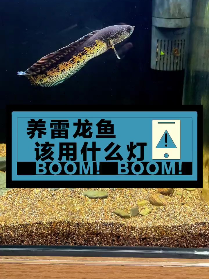 养雷龙鱼,用什么灯助发色,效果好?