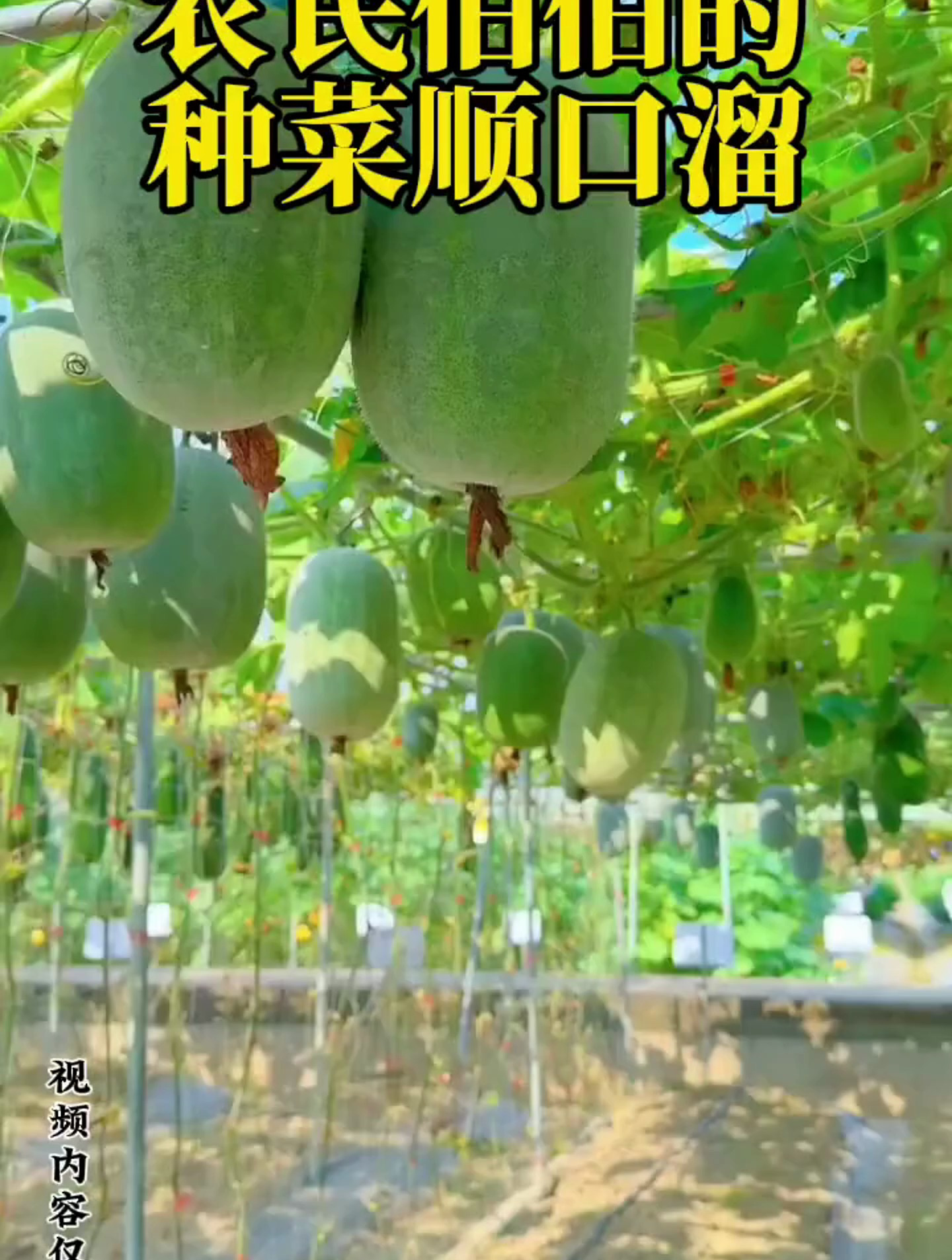 农民伯伯的种菜顺口溜,你知道还有哪些吗?