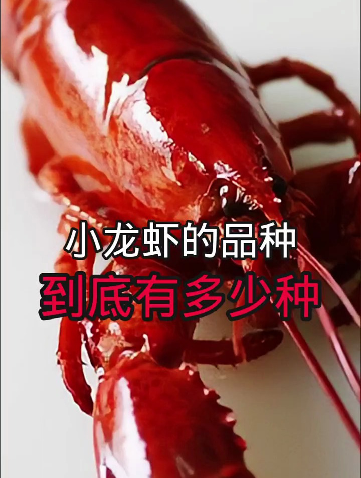 小龙虾的品种到底有多少种
