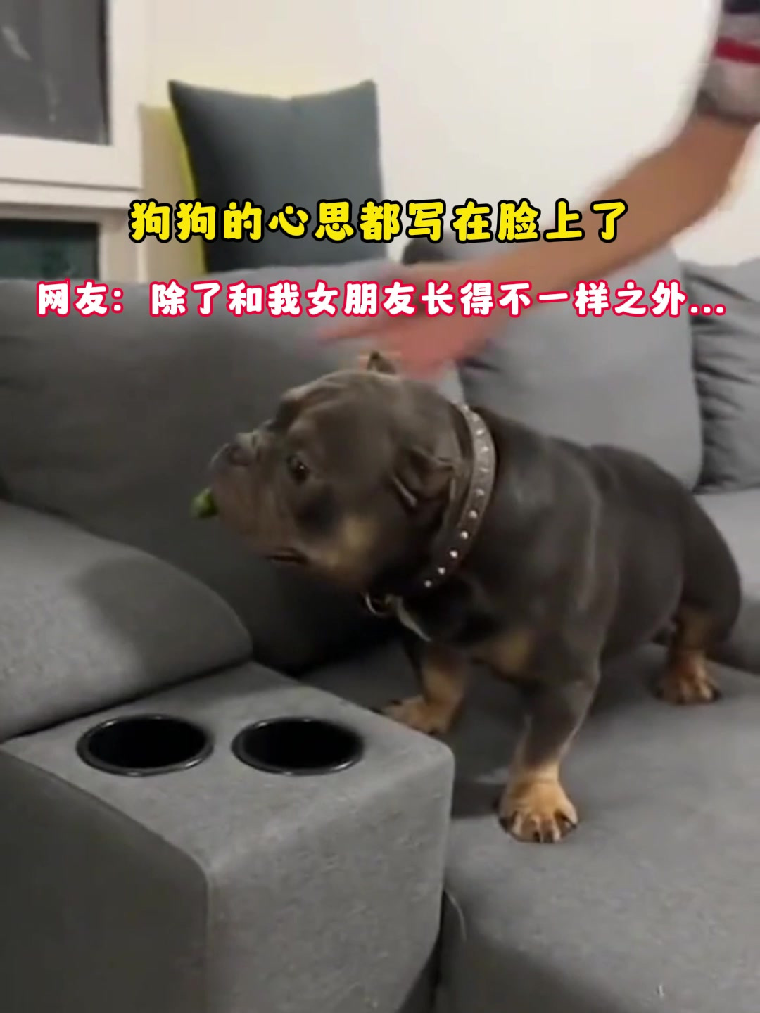 狗狗的心思都写在脸上了,网友:除了和我女朋友长得不一样之外……