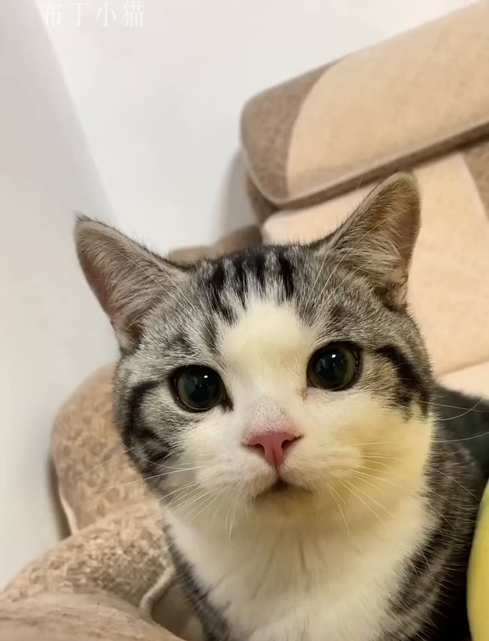 瞧这包子脸,哪个小老鼠这么大胆啊#喵星人 #可爱宠物