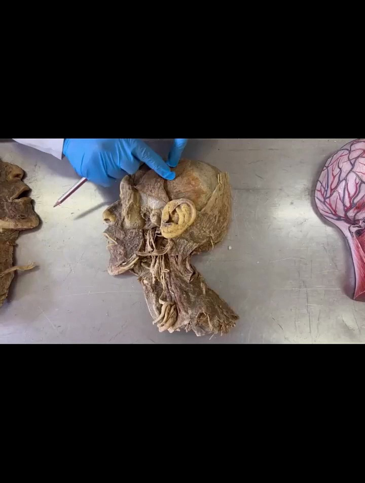 人体脸部的肌肉结构,涨知识了