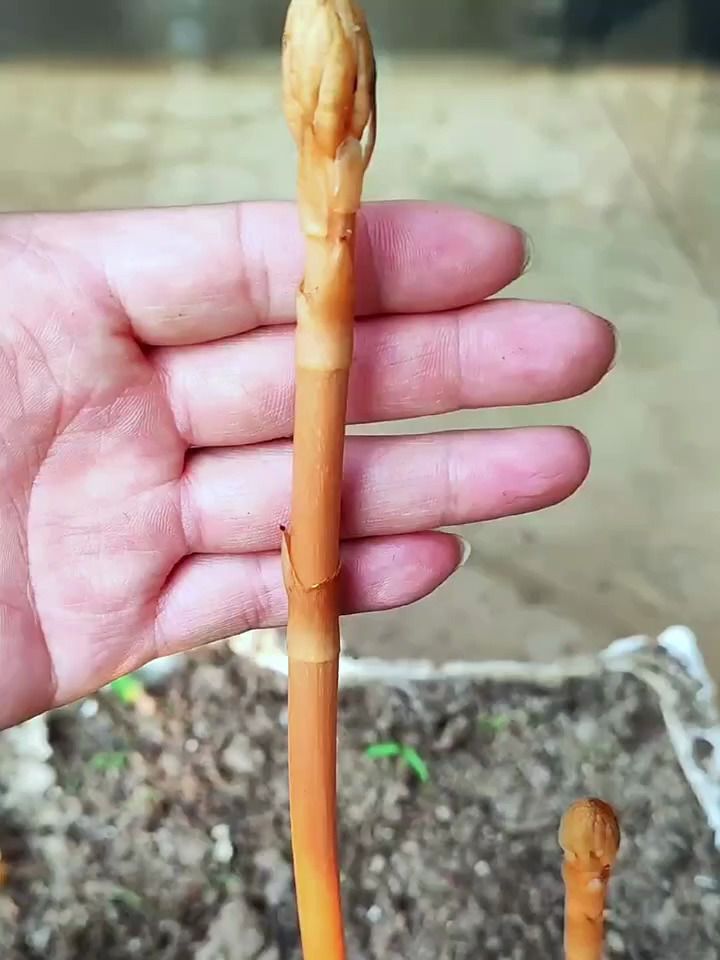 认识中草药挑战这些中草药植物你的家乡有吗?都叫它什么名字呢?