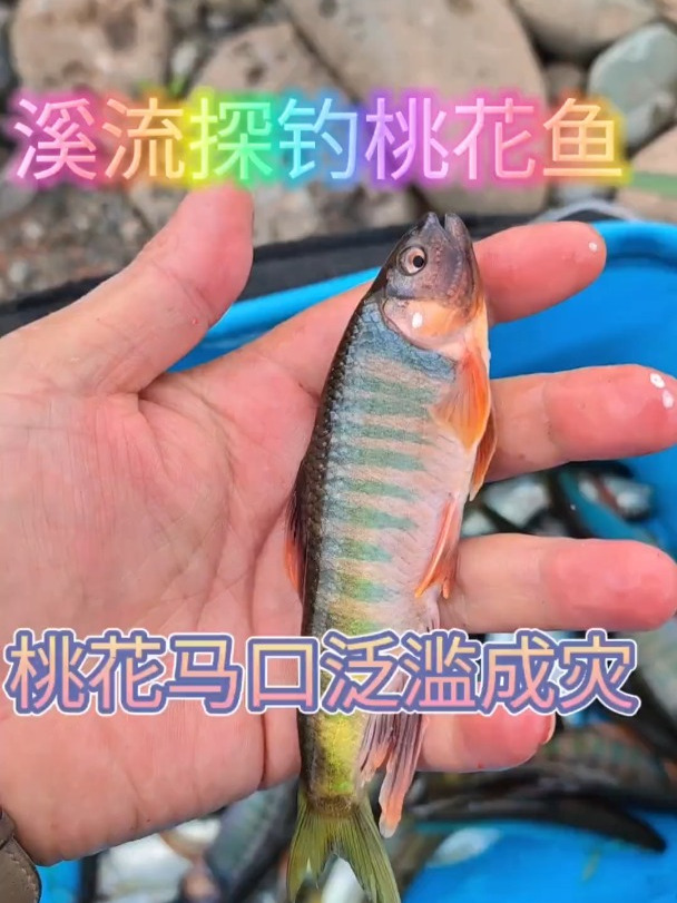桃花鱼开口了兄弟们!溪流钓 溪流马口 钓鱼 荒野探钓 马口