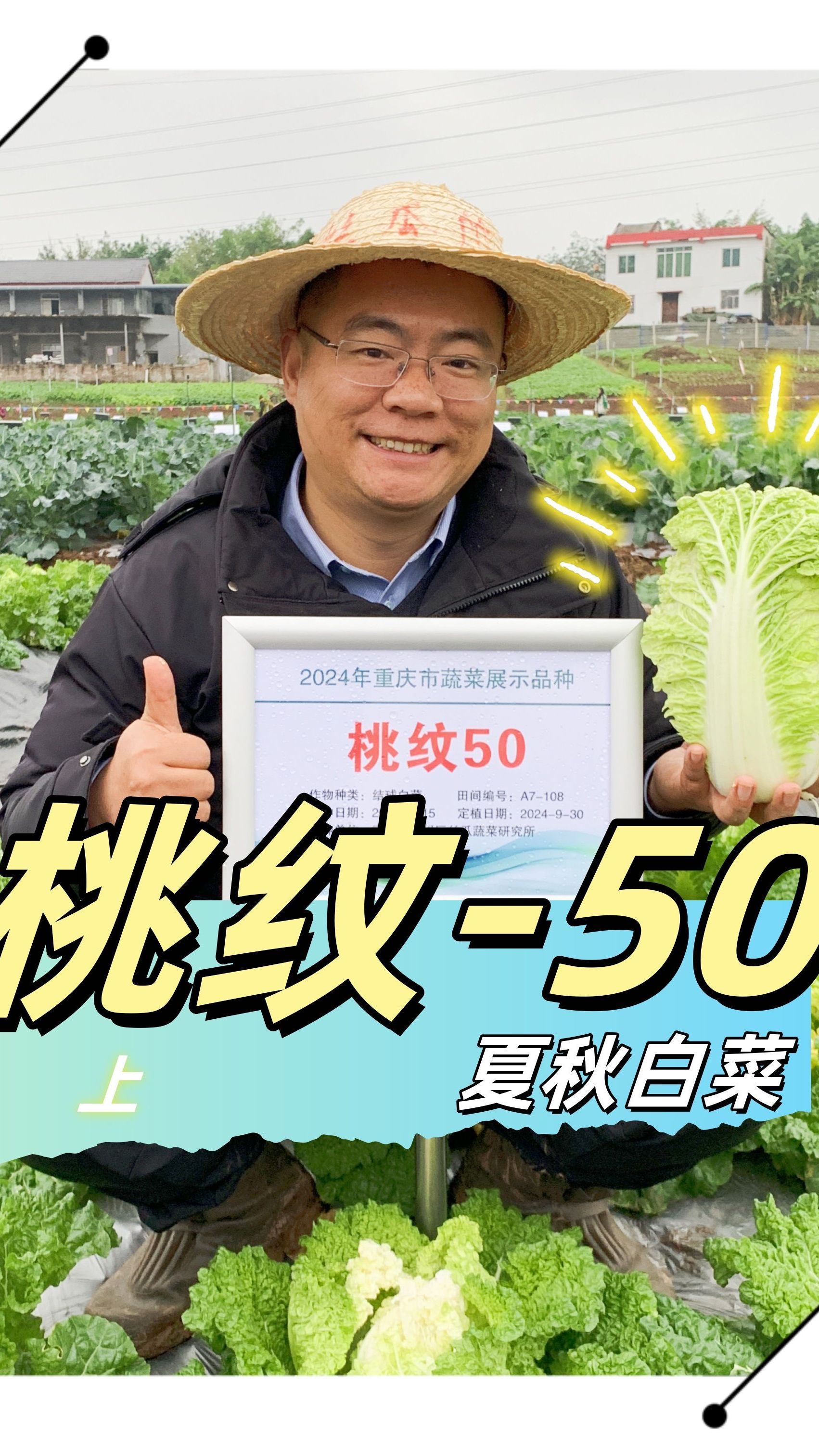 桃纹50白菜——上集