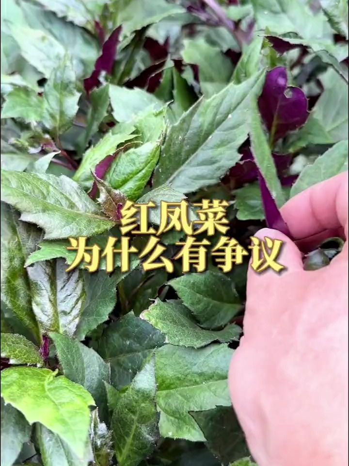 关于红凤菜,说它好吃,为什么还有争议呢?