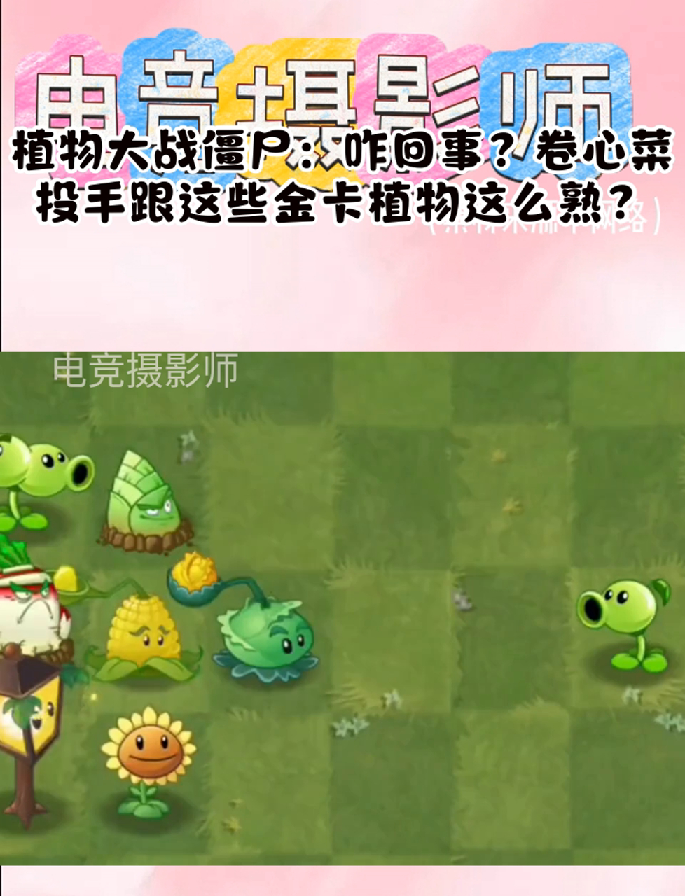 植物大战僵尸:咋回事?卷心菜投手跟这些金卡植物这么熟?