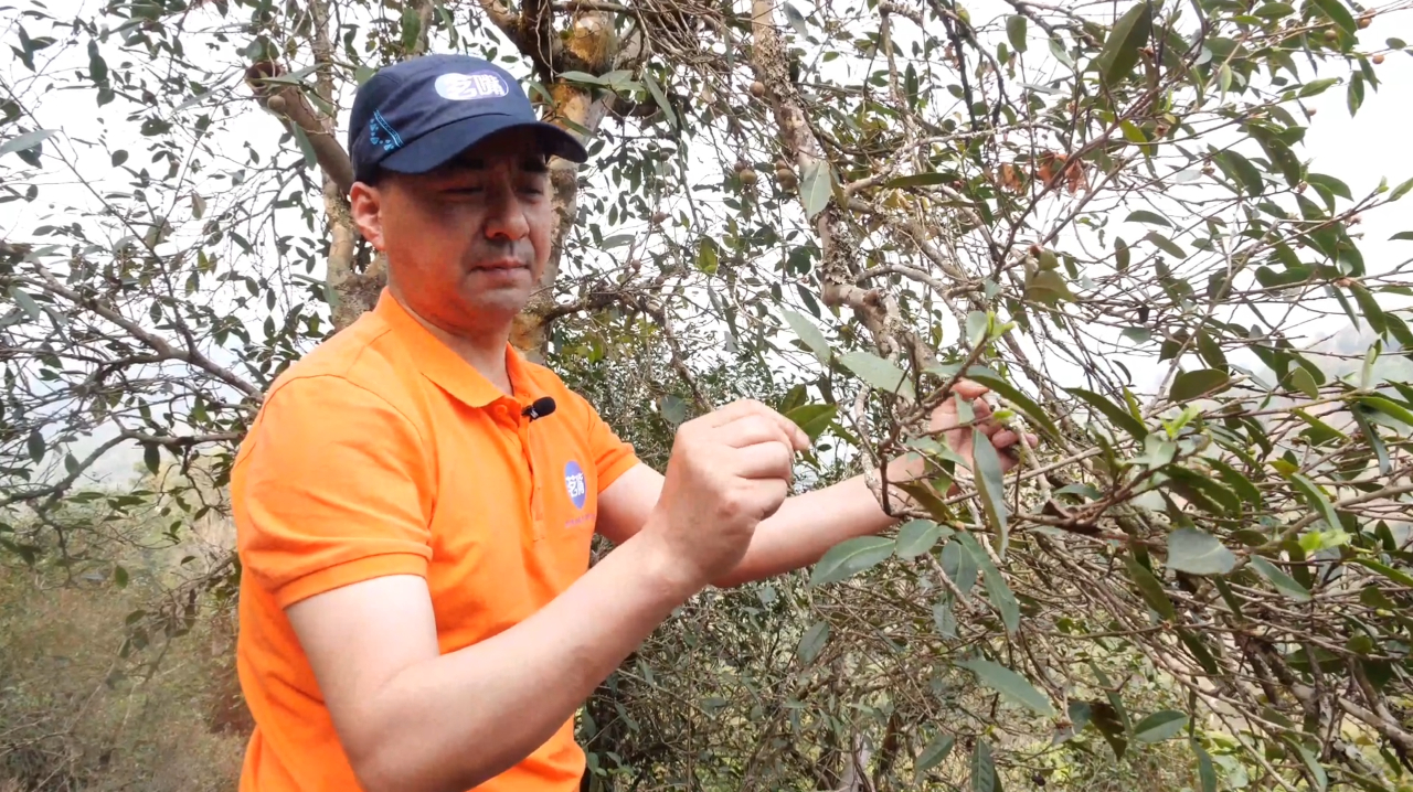 倚邦中小叶种古茶园一探:茶树生物特征及土壤生态情况