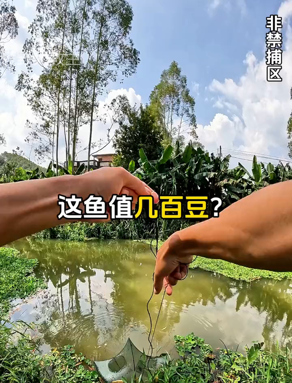 好多年没钓过,这荒山野塘里的鱼种类可真多!