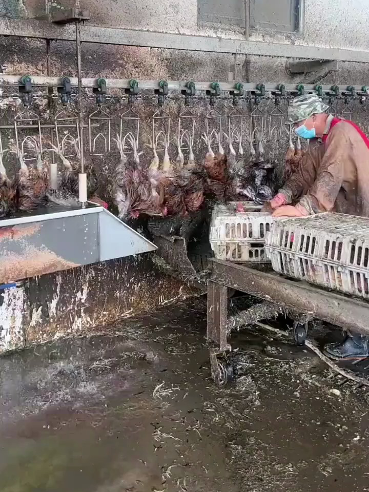 杀鸡不用刀,残忍吗,吃的时候少吃了吗?