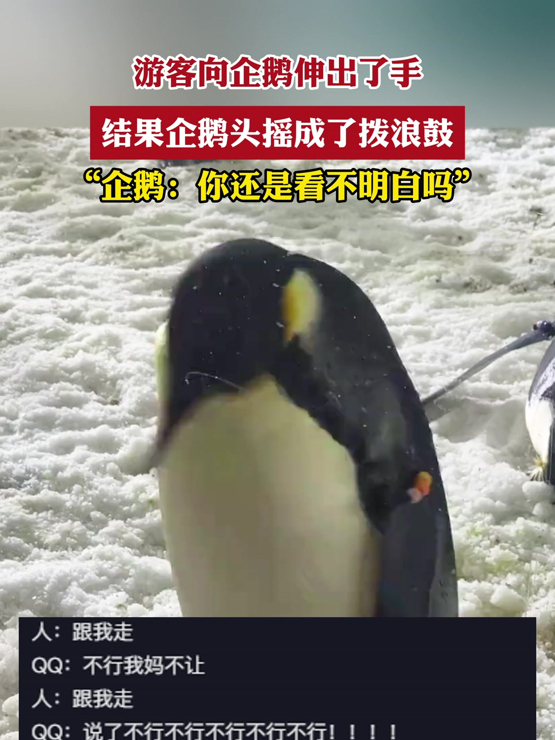 游客向企鹅伸手,结果企鹅头摇成了拨浪鼓,“你还是看不明白吗”