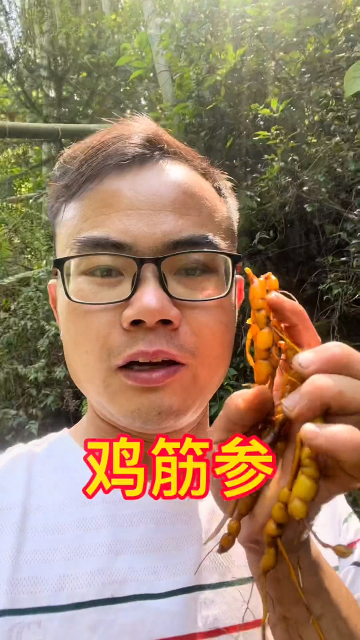 鸡筋参应该很多人都没有见过吧